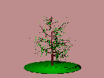 a tree! (9K)